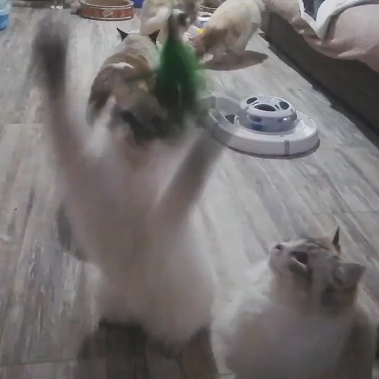 Feather Wand Cat Kitten Toy Wire Chaser Teaser Interactive Wand